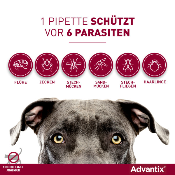 ADVANTIX Spot-on Lsg.z.Auftr.a.d.H.f.Hund 4-10 kg
